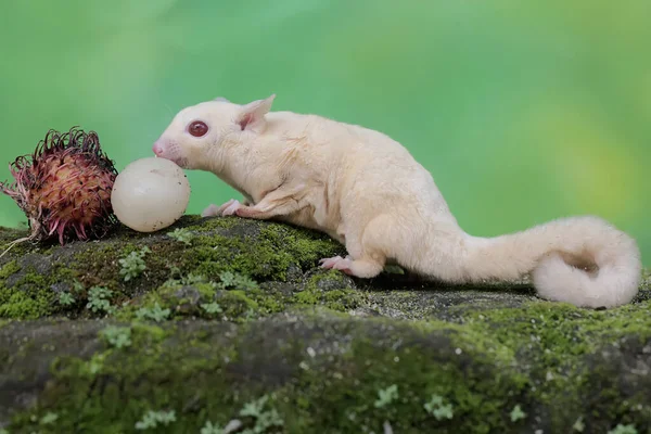 A young albino sugar glider is eating a rambutan fruit that has fallen to the ground. This mammal has the scientific name Petaurus breviceps.