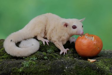 A young albino sugar glider is eating an orange that has fallen on the moss-covered ground. This mammal has the scientific name Petaurus breviceps.