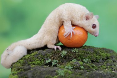 A young albino sugar glider is eating an orange that has fallen on the moss-covered ground. This mammal has the scientific name Petaurus breviceps.