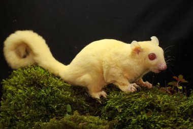 A young albino sugar glider is foraging on a rock overgrown with moss. This mammal has the scientific name Petaurus breviceps.