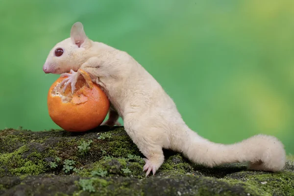 A young albino sugar glider is eating an orange that has fallen on the moss-covered ground. This mammal has the scientific name Petaurus breviceps.
