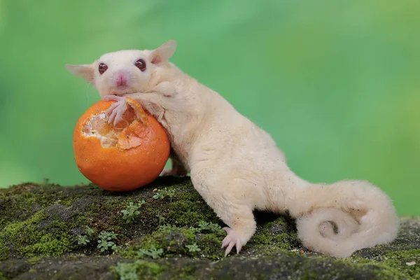 A young albino sugar glider is eating an orange that has fallen on the moss-covered ground. This mammal has the scientific name Petaurus breviceps.