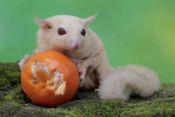 A young albino sugar glider is eating an orange that has fallen on the moss-covered ground. This mammal has the scientific name Petaurus breviceps.