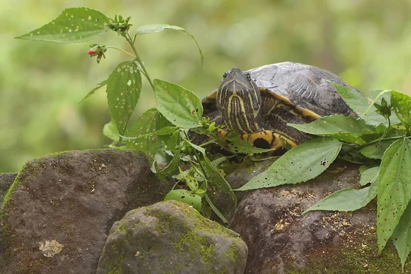 An Amboina Box Turtle or Southeast Asian Box Turtle is basking on a rock by the river. This shelled reptile has the scientific name Coura amboinensis.