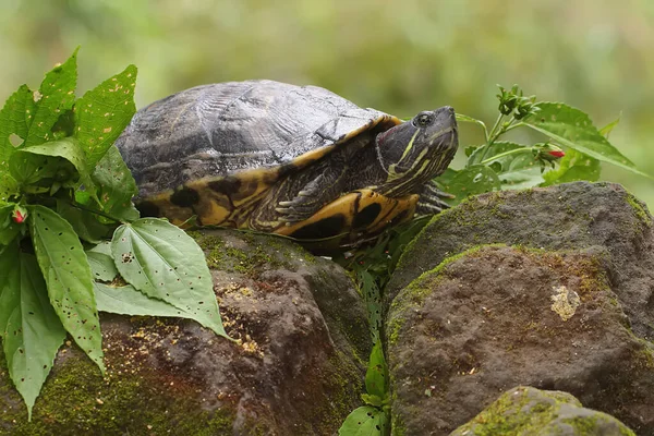 An Amboina Box Turtle or Southeast Asian Box Turtle is basking on a rock by the river. This shelled reptile has the scientific name Coura amboinensis.