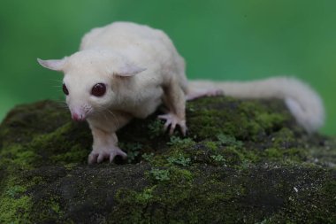 A young albino sugar glider is foraging on a rock overgrown with moss. This mammal has the scientific name Petaurus breviceps.