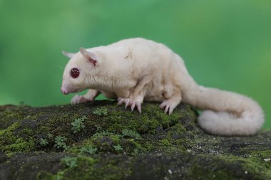 A young albino sugar glider is foraging on a rock overgrown with moss. This mammal has the scientific name Petaurus breviceps.