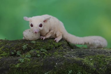 A young albino sugar glider is eating a rambutan fruit that has fallen to the ground. This mammal has the scientific name Petaurus breviceps.
