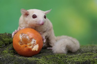 A young albino sugar glider is eating an orange that has fallen on the moss-covered ground. This mammal has the scientific name Petaurus breviceps.