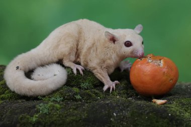 A young albino sugar glider is eating an orange that has fallen on the moss-covered ground. This mammal has the scientific name Petaurus breviceps.