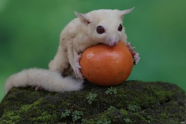 A young albino sugar glider is eating an orange that has fallen on the moss-covered ground. This mammal has the scientific name Petaurus breviceps.