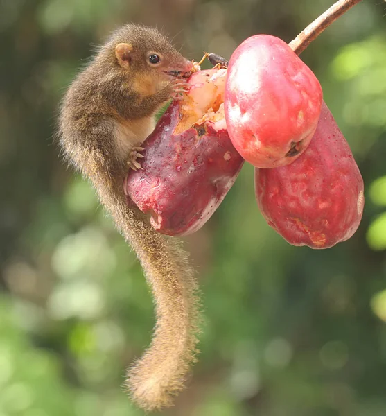 Young Javan Treeshrew Eating Pink Malay Apple Rodent Mammal Has — ストック写真