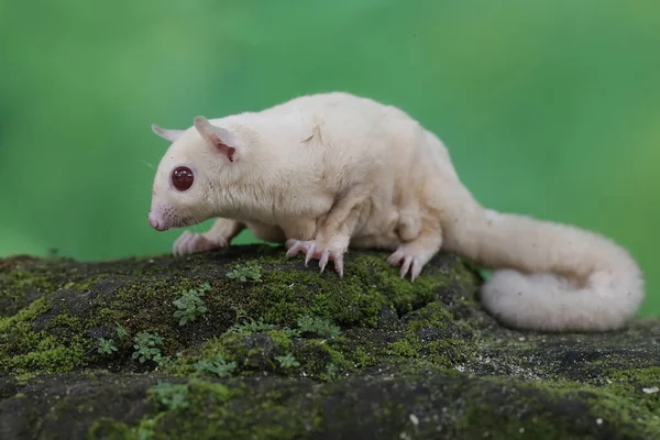 A young albino sugar glider is foraging on a rock overgrown with moss. This mammal has the scientific name Petaurus breviceps.