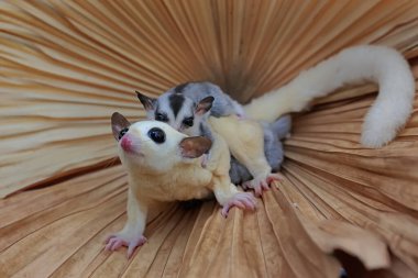 Bir anne şeker planörü iki bebeğini tutarken yiyecek arar.. 