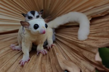 Bir anne şeker planörü iki bebeğini tutarken yiyecek arar.. 