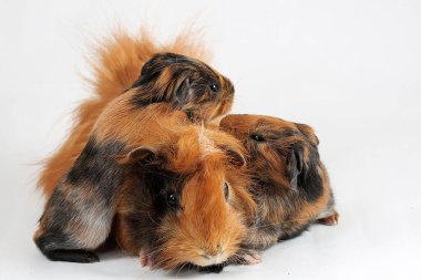 A pair of guinea pigs with their two babies resting. Selective focus on white background. This rodent mammal has the scientific name Cavia porcellus.