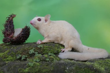 A young albino sugar glider is eating a rambutan fruit that has fallen to the ground. This mammal has the scientific name Petaurus breviceps.