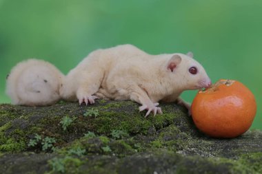 A young albino sugar glider is eating an orange that has fallen on the moss-covered ground. This mammal has the scientific name Petaurus breviceps.