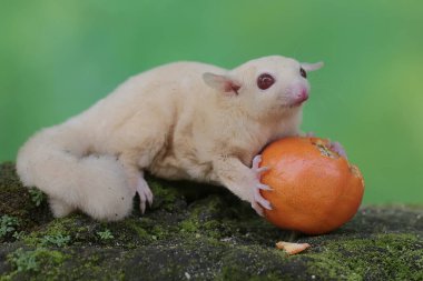 A young albino sugar glider is eating an orange that has fallen on the moss-covered ground. This mammal has the scientific name Petaurus breviceps.