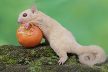 A young albino sugar glider is eating an orange that has fallen on the moss-covered ground. This mammal has the scientific name Petaurus breviceps.