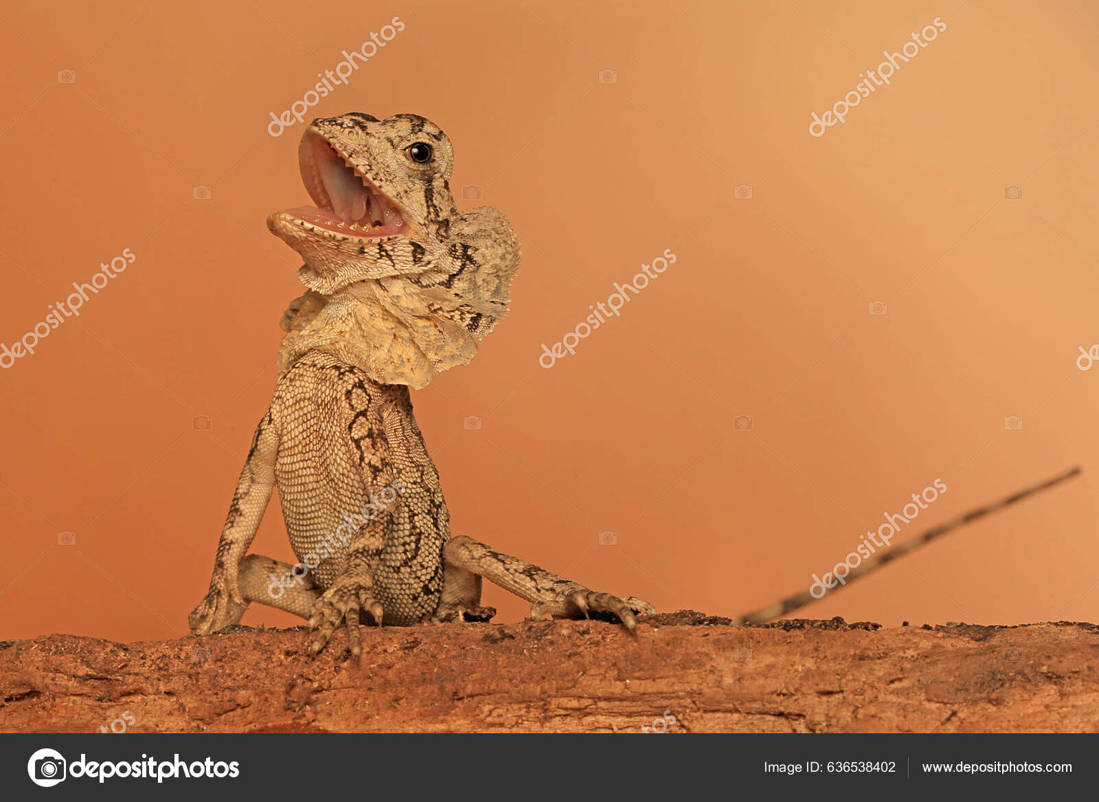 Frilled Lizard Habitat mortgagesorter.co.uk