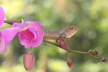 An oriental garden lizard is sunbathing on a flower-filled moth orchid stem. This reptile has the scientific name Calotes versicolor.