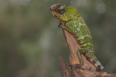 A forest dragon is preying on a small rat. This reptile has the scientific name Gonocephalus chamaeleontinus.