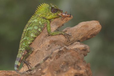 A forest dragon is preying on a small rat. This reptile has the scientific name Gonocephalus chamaeleontinus.