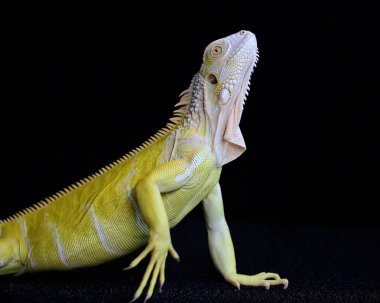 Zarif duruşu olan sarı bir iguana (iguana iguana). Siyah arkaplan üzerine seçici odak.