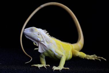 Zarif duruşu olan sarı bir iguana (iguana iguana). Siyah arkaplan üzerine seçici odak.