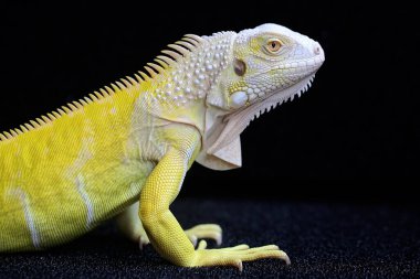 Zarif duruşu olan sarı bir iguana (iguana iguana). Siyah arkaplan üzerine seçici odak.