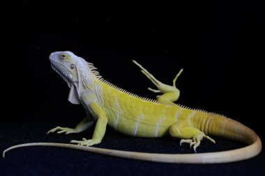 Zarif duruşu olan sarı bir iguana (iguana iguana). Siyah arkaplan üzerine seçici odak.