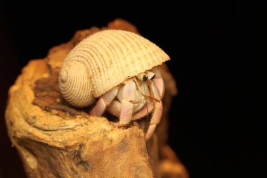 Bir keşiş yengeci (Paguroidea sp) yavaşça yürüyor.