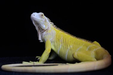 Zarif duruşu olan sarı bir iguana (iguana iguana). Siyah arkaplan üzerine seçici odak.