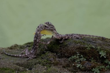 Two male flying dragons fight over territory. This reptile that moves from one tree to another by sliding has the scientific name Draco volans.