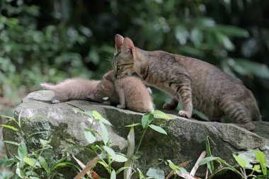 A female cat is guarding her three babies from predators. This mammal, which is often used as a pet, has the scientific name Felis catus.