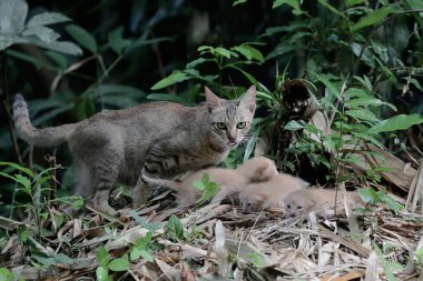 A female cat is guarding her three babies from predators. This mammal, which is often used as a pet, has the scientific name Felis catus.