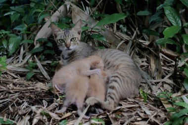 A female cat is guarding her three babies from predators. This mammal, which is often used as a pet, has the scientific name Felis catus.
