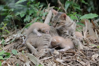 A female cat is guarding her three babies from predators. This mammal, which is often used as a pet, has the scientific name Felis catus.