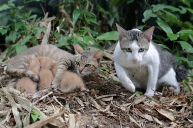 A pair of cats are guarding their three babies from predators. This mammal, which is often used as a pet, has the scientific name Felis catus.