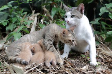 A pair of cats are guarding their three babies from predators. This mammal, which is often used as a pet, has the scientific name Felis catus.