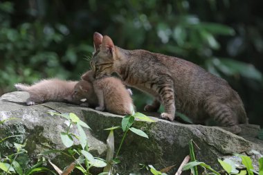 A female cat is guarding her three babies from predators. This mammal, which is often used as a pet, has the scientific name Felis catus.