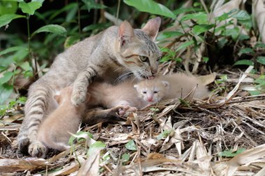 A female cat is guarding her three babies from predators. This mammal, which is often used as a pet, has the scientific name Felis catus.