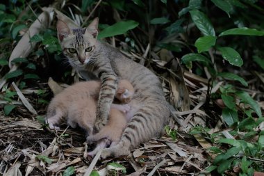 A female cat is guarding her three babies from predators. This mammal, which is often used as a pet, has the scientific name Felis catus.