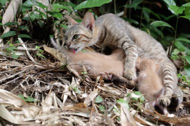 A female cat is guarding her three babies from predators. This mammal, which is often used as a pet, has the scientific name Felis catus.