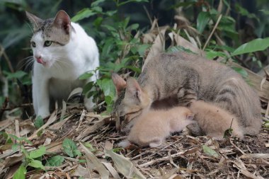 A pair of cats are guarding their three babies from predators. This mammal, which is often used as a pet, has the scientific name Felis catus.