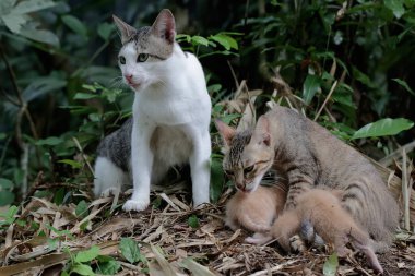 A pair of cats are guarding their three babies from predators. This mammal, which is often used as a pet, has the scientific name Felis catus.