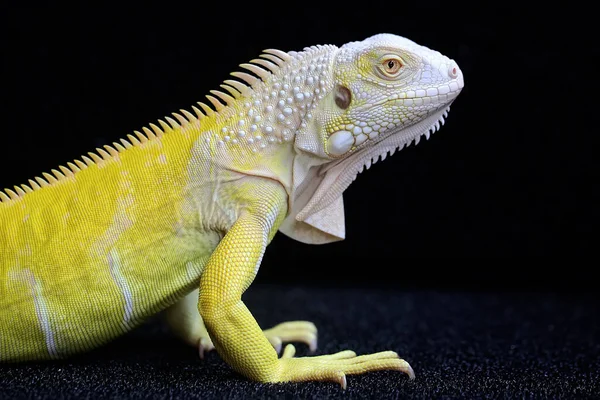 Zarif duruşu olan sarı bir iguana (iguana iguana). Siyah arkaplan üzerine seçici odak.
