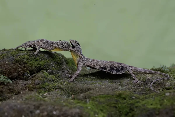 Two male flying dragons fight over territory. This reptile that moves from one tree to another by sliding has the scientific name Draco volans.