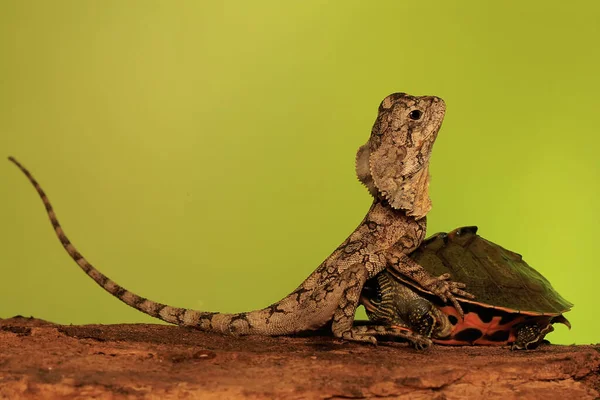 Young frilled lizard (Chlamydosaurus kingii) is developing his neck to frighten predators.
